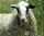 Greece Day 2: Portrait Omalos Sheep