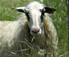 Portrait Omalos Sheep